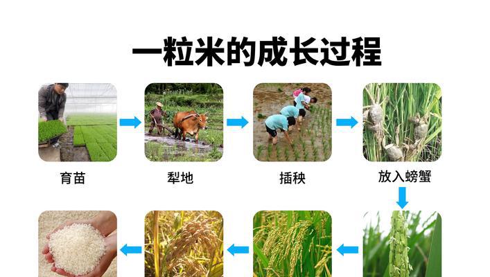 牛油果种子的种植方法（从种子到果实）