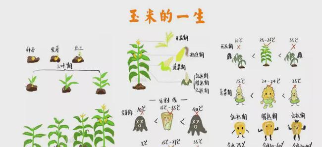 牛蒡种植时间、收获时间及栽培技巧（种植牛蒡）