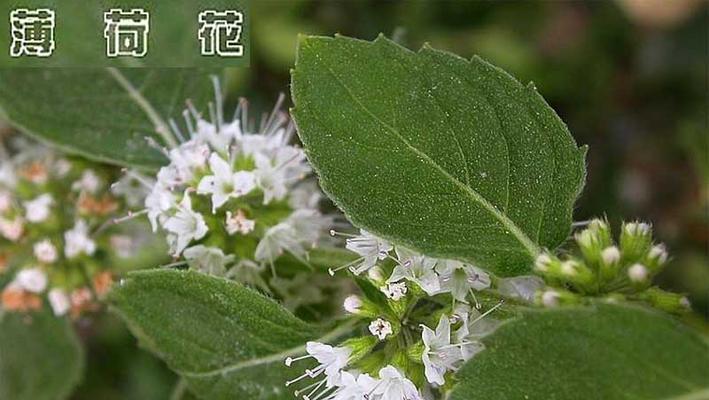 探寻薄荷的花语和代表意义（解读清新舒适的“薄荷之语”）