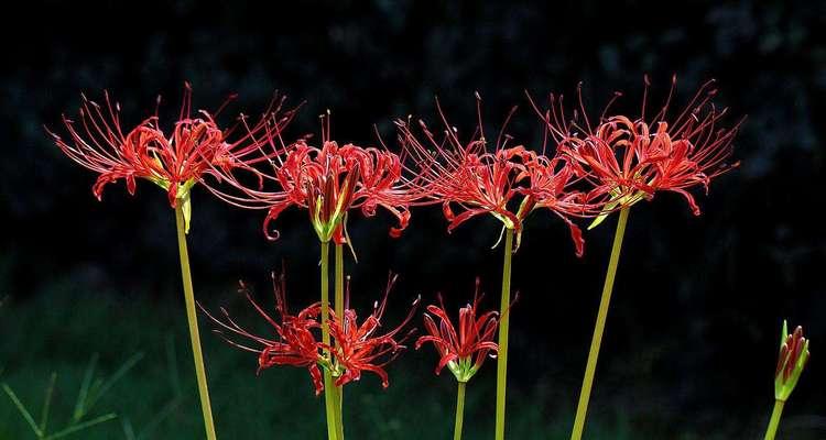 黑色彼岸花（探索黑色彼岸花的花语与美丽）