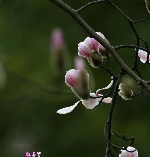 红玉兰花花语（红玉兰花花语的意义与传承）