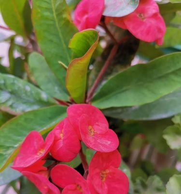 以虎刺梅花寓意的力量（以虎刺梅花的勇敢与坚韧）