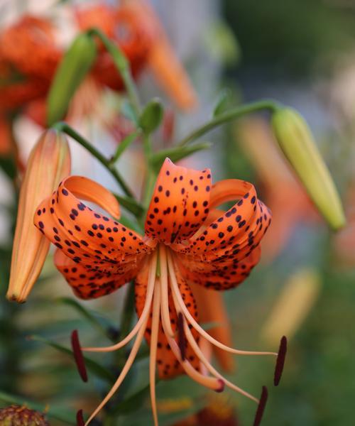 虎皮百合花语的含义及象征（虎皮百合的花语和心灵寄托）