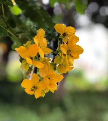 槐花的花语与意义（探寻槐花的美丽与深意）