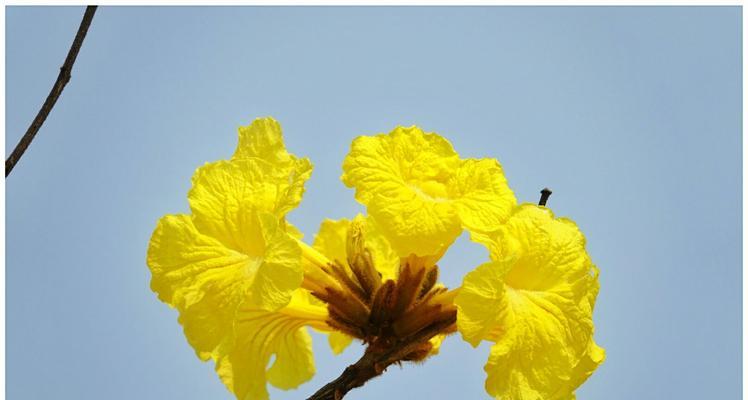 黄花风铃木花语（探索黄花风铃木的花语之美）