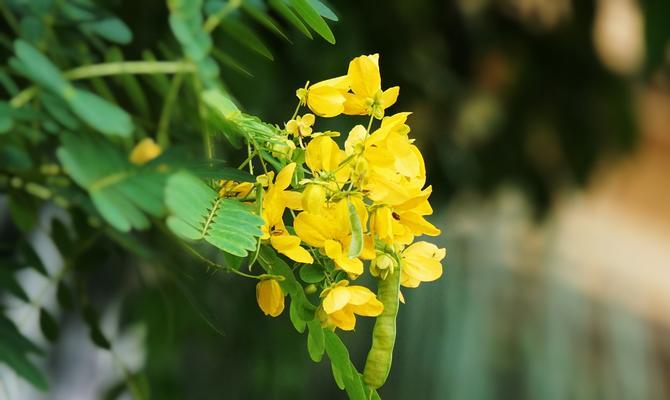 黄槐花的花语与寓意（传递温暖与希望的黄槐花）