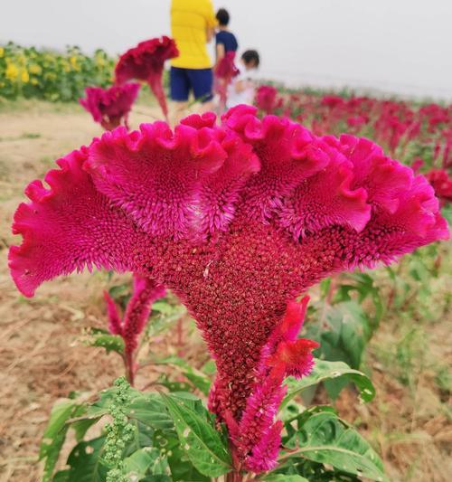 红色鸡冠花花语（红色鸡冠花的浓情表达和深邃寓意）