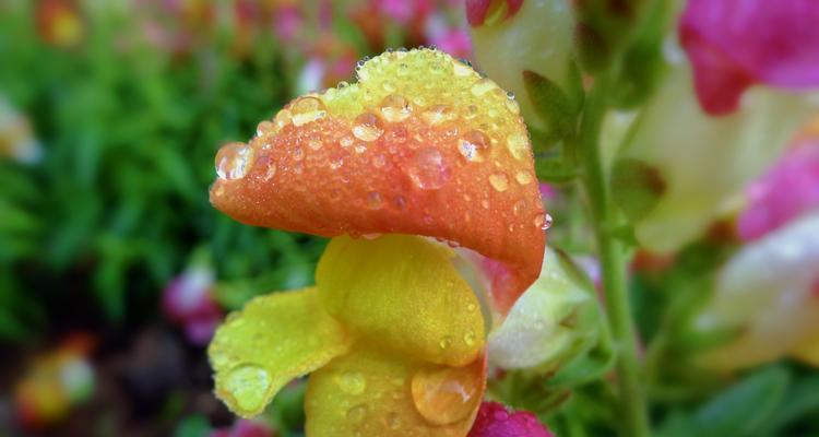 姬金鱼草的花语寓意（探索姬金鱼草的花语）