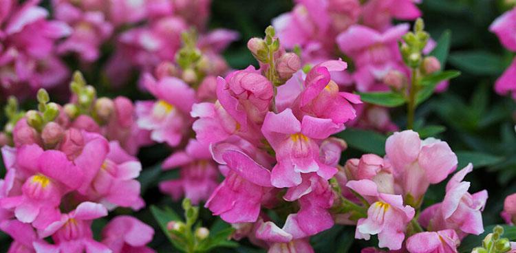 金鱼草花语与美好祝福（探索金鱼草的花语及传递幸福的关键）