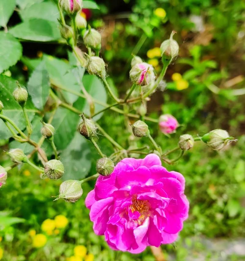 赏析蔷薇科植物之美（探秘花海）