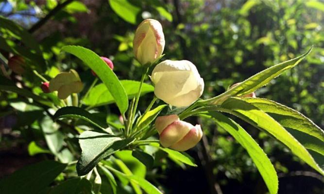 蔷薇科植物的分类、特征及应用（探秘蔷薇科植物的丰富多彩世界）