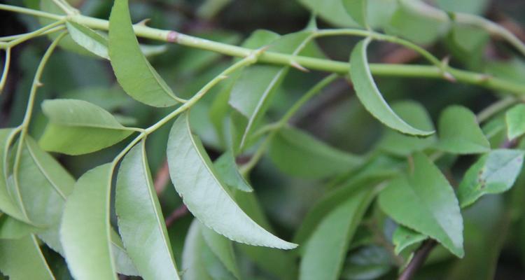 探秘蔷薇属植物的生命之谜（了解蔷薇属植物的分类）