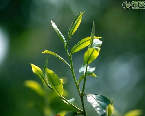 乔木茶——一种特殊的茶类（了解乔木茶的品种）