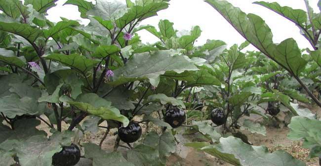 茄子种植技巧（在什么季节和哪个月份种植茄子最好）