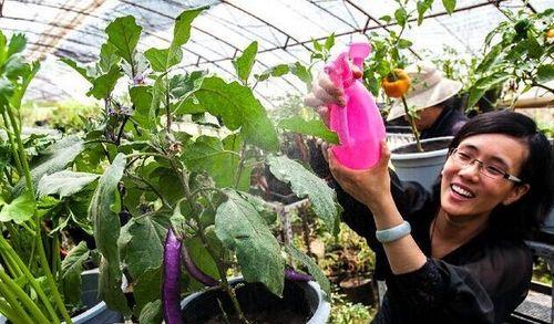 茄子盆栽的种植技巧（小空间也能享受自家种植）