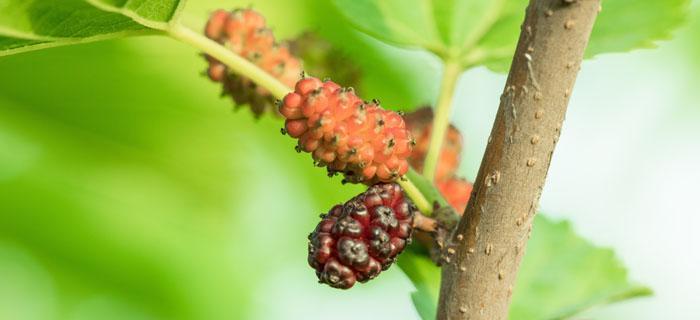 茄子并不是裸子植物（认识茄子的生长特点与分类）