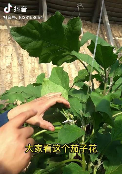 茄子的授粉方式及特点（自花授粉是主要方式）