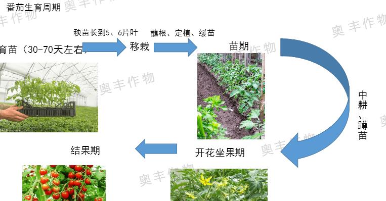 茄子种植时间和方法全解析（掌握茄子栽培管理技术）