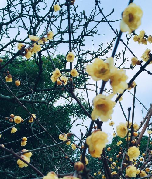 梅花花语的含义与魅力（赏析梅花的美丽与内涵）