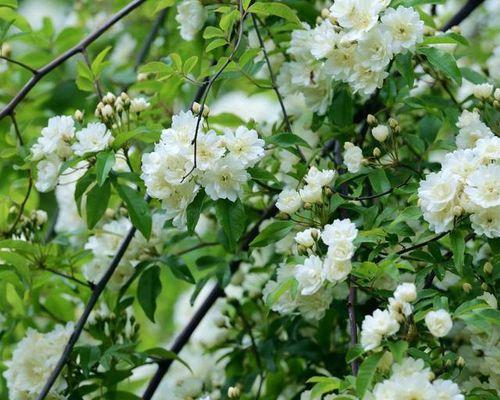 木香花的花语（探寻木香花的隽永花语）