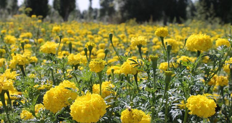 南非万寿菊的花语——祝福与希望（揭示南非万寿菊所代表的花语）