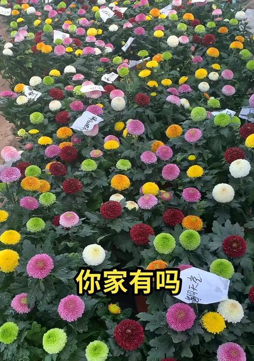 乒乓菊的花语之美（揭秘乒乓菊的花语意义）