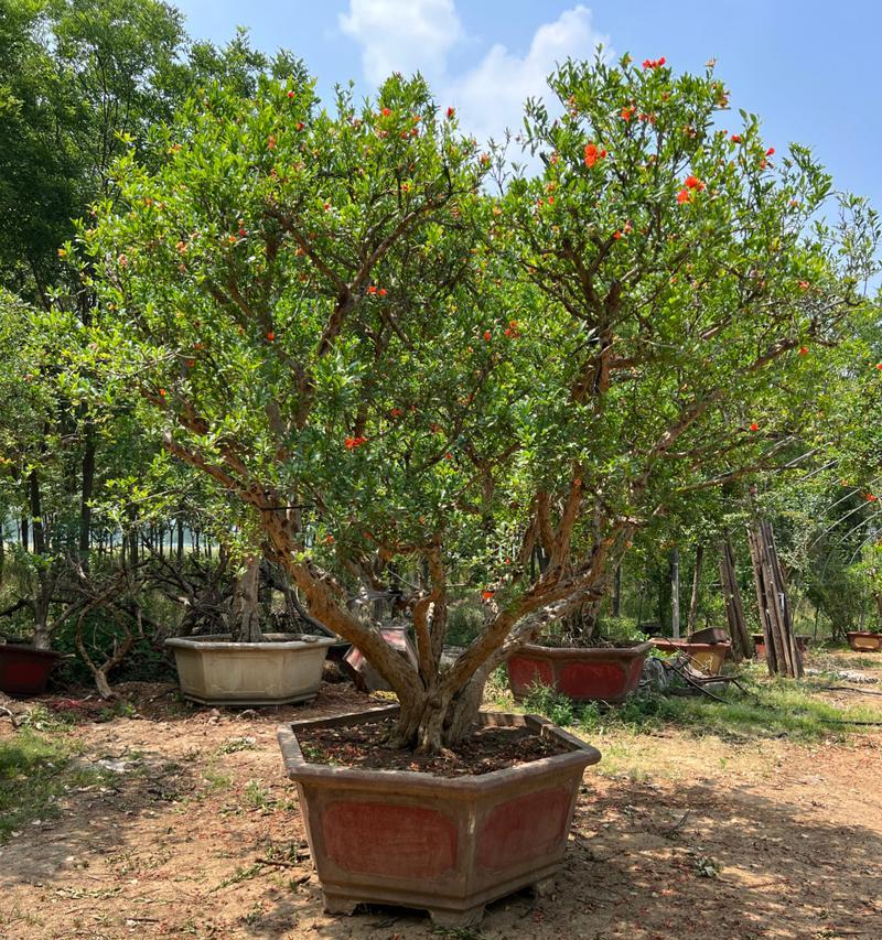 多子多福的寓意——以盆栽植物为例（探究不同盆栽植物对多子多福寓意的象征意义）