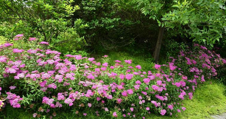 线叶绣线菊花语之美——花开人生的寓意（欣赏绣线菊的娇艳与淡雅）