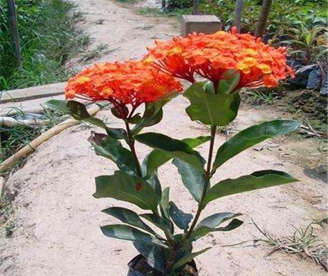 小叶龙船花的寓意与花语（探寻小叶龙船花背后的意义和象征）