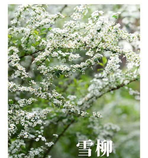 雪柳的花语（探索雪柳的花语之美）