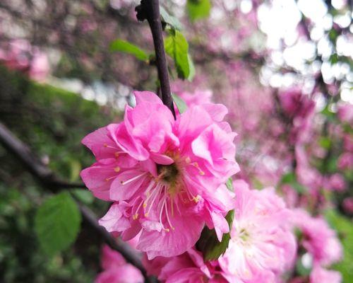 以榆叶梅的花语是什么（揭秘榆叶梅的神秘花语与寓意）