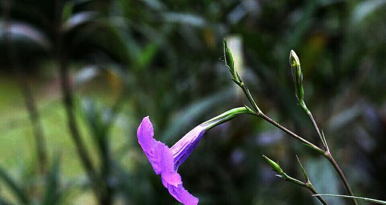 紫花翠芦莉的花语与寓意（以紫花翠芦莉为主题的深入探索）