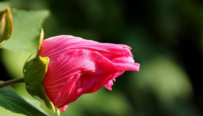 芙蓉的花语与意义（探索芙蓉的美丽与神秘）