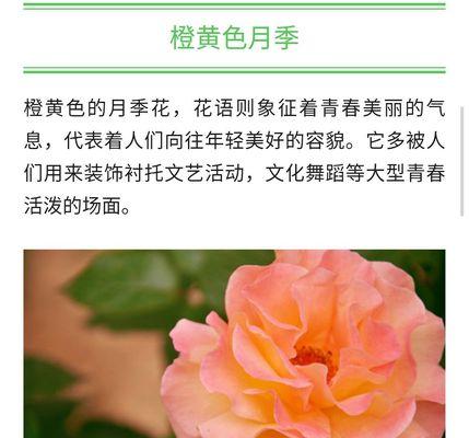 橘色月季花的象征与寓意（探索橘色月季花的美丽和意义）