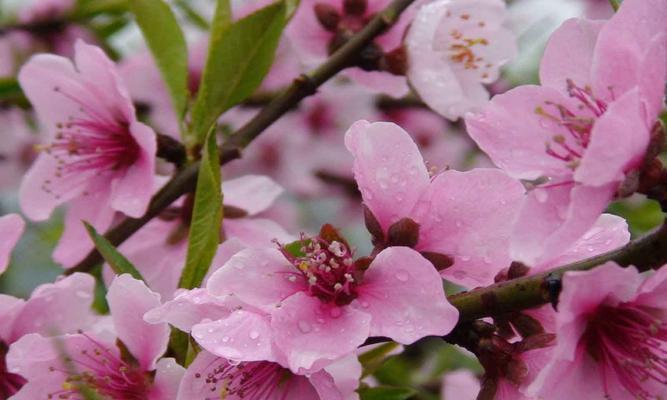 桃花花语与代表意义（揭示桃花花语中的浪漫和美好）