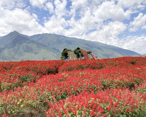 无忧花的花语和典故（寓意深远的花语与历史传说）