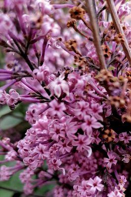 五瓣丁香花语（五瓣丁香花语探秘）