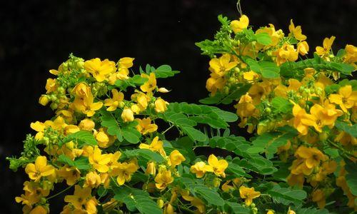 黄槐决明是两性花吗（黄槐决明的性别特征和繁殖方式探究）