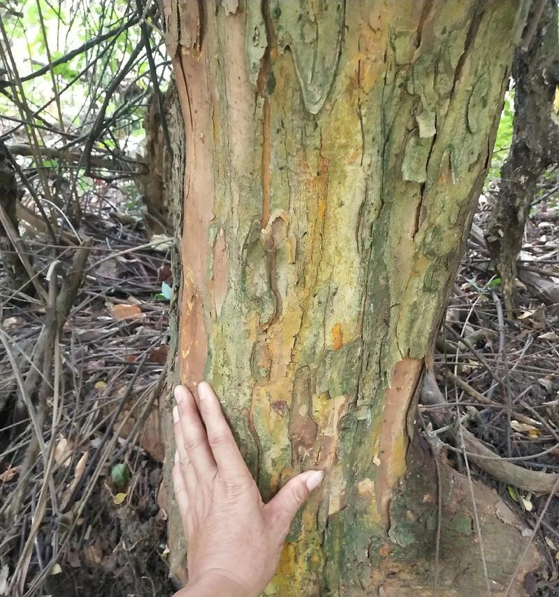 探秘黄金木的种植、生长和用途（探秘黄金木的种植）