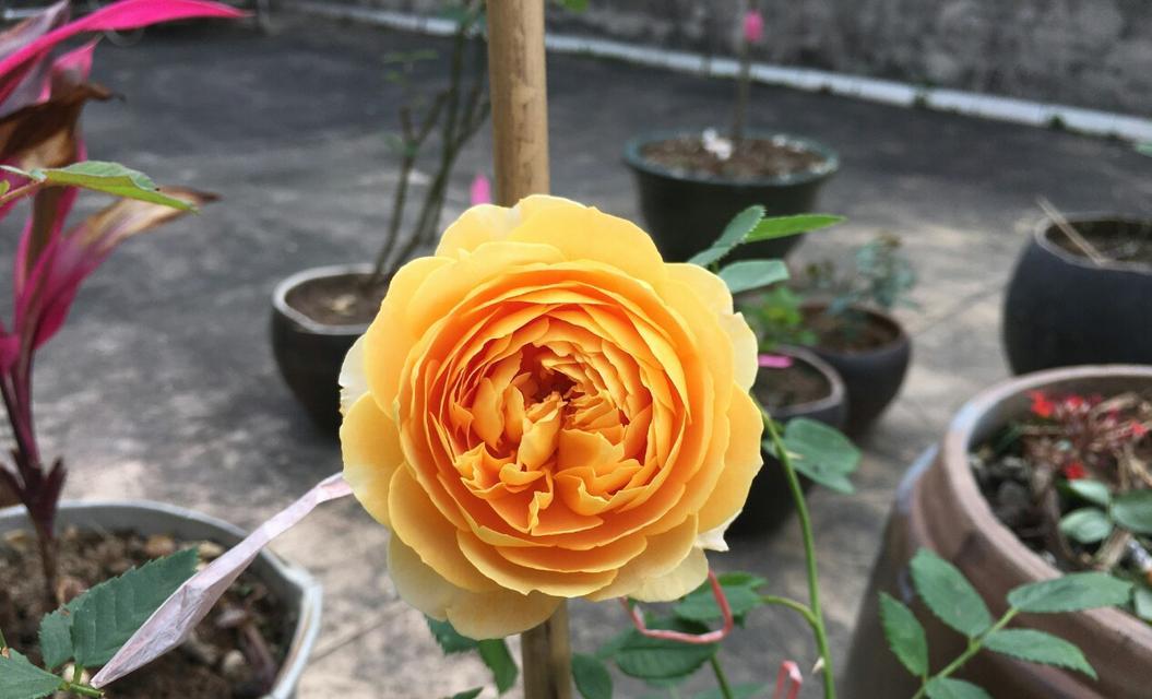 花开黄金庆典（绚烂盛世花舞黄金）