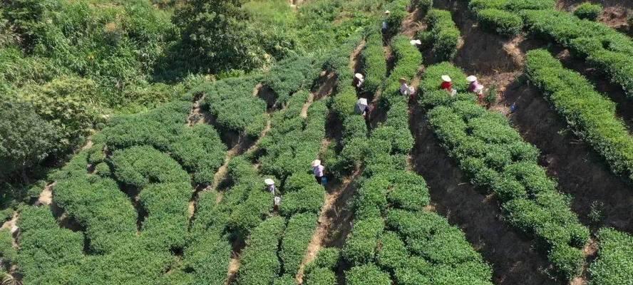 黄金芽采摘全攻略（掌握黄金芽采摘时间和收获季节）