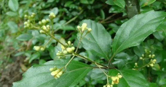 黄荆冬天的落叶现象（探究黄荆为何会在冬季落叶的原因及对生态系统的影响）