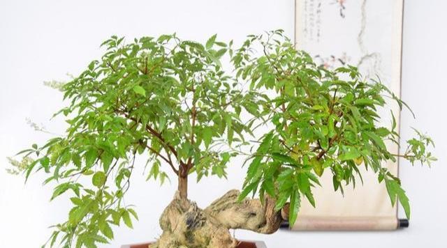 黄荆的种植与养护（从选种到营养管理）