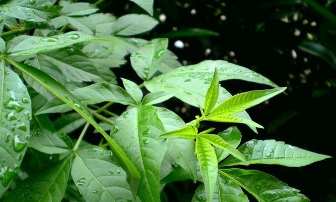 黄荆是喜阳还是喜阴植物（探究黄荆适宜生长的光照环境和培育要点）