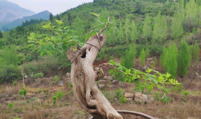 黄荆修剪方法详解（让你的黄荆树更加健康茂盛）