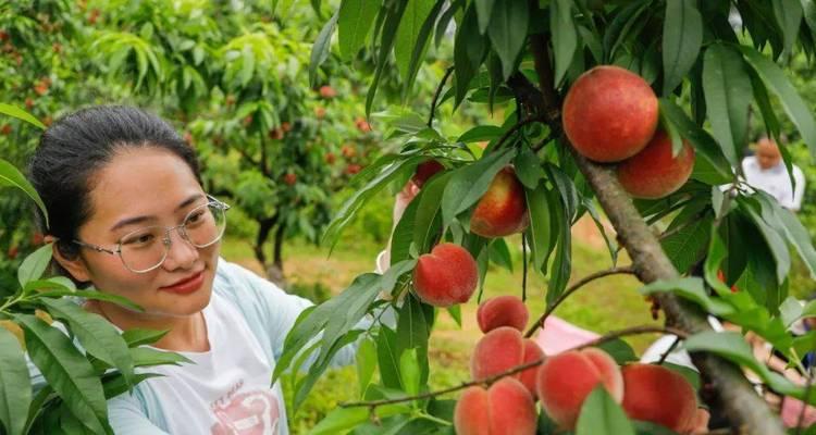 黄荆子采摘时间及最佳月份（黄荆子采摘的方法和注意事项）