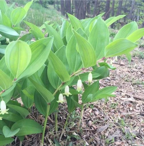 黄精种植成本和利润分析（探究黄精种植成本和利润的关系）