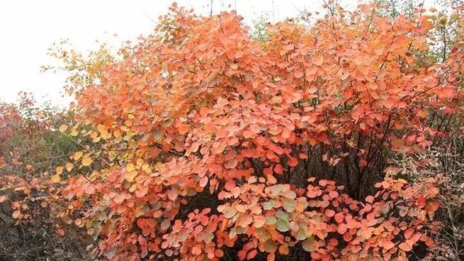 黄栌北方适宜种植吗（探讨黄栌在北方种植的可行性及注意事项）