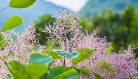 黄栌开花时间及特点（探究黄栌开花的原因与影响）