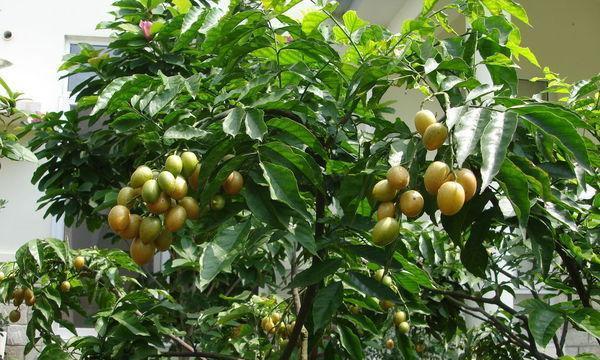 黄皮树的适宜种植场所及特性分析（适合种植于城市园林）